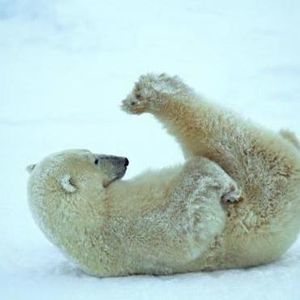 Meet your Posher, Francis